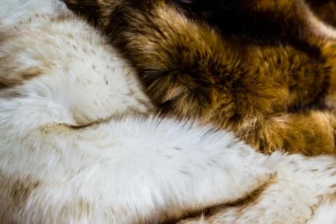 Fur Stock Photos