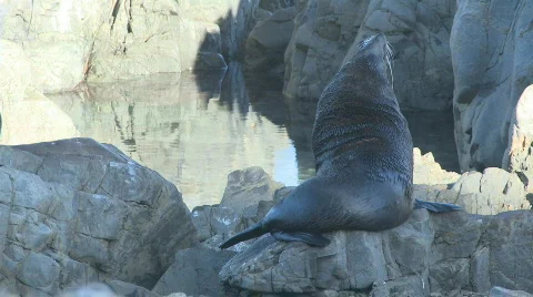 Fur seal 1 Stock Footage 494603