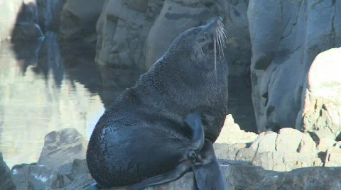 Fur seal 2 Stock Footage 494659