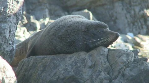 Fur seal 3 Stock Footage 494705