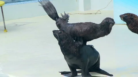 Fur Seal applause 스톡 동영상 884827