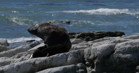 A fur seal attempts to get comfortable on a rock Stock Footage 121771237