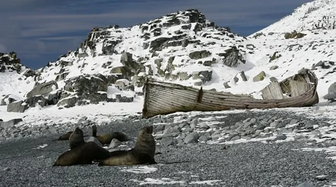 Fur Seal on the beach Stock Footage 61496250