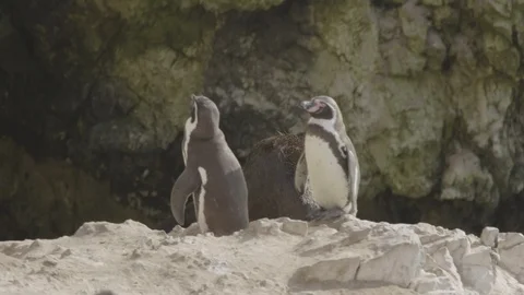 Fur seal between two Humbolt penguins Stock Footage 116587817