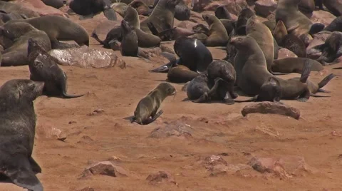 Fur seal at Cape Cross, Namibia 库存影片 58774358