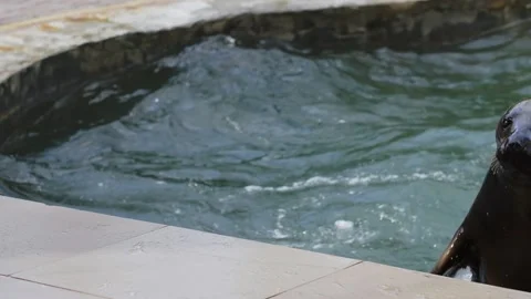 The fur seal is completely pulled out of the pool. Study of the habits of marine Stock Footage 159604940