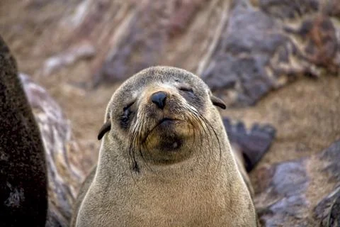 Fur seal cube on the beach at cape cross seal reserve namibia Stock Photos