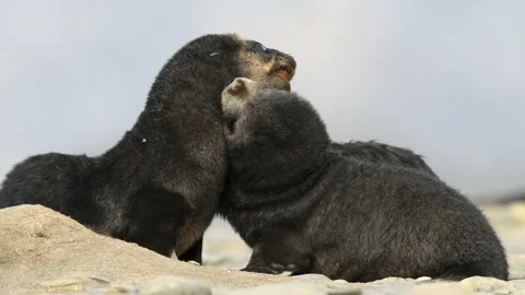 Fur Seal cubs playing in Salisbury plains, South Georgia, Antarctica 스톡 동영상 291621987