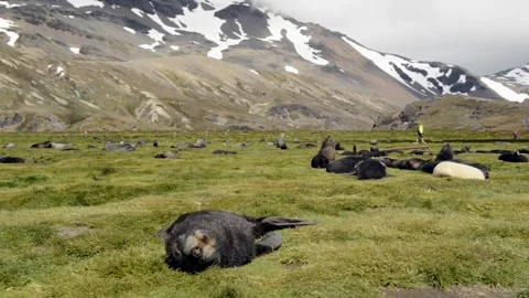 Fur Seal cubs playing in Salisbury plains, South Georgia, Antarctica Stock Footage 291621988