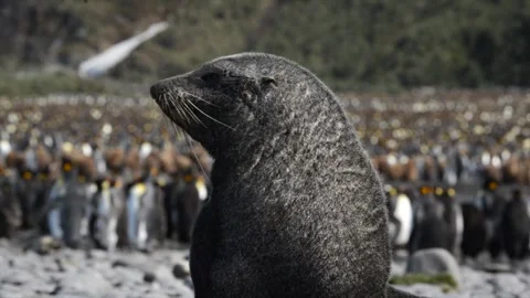 Fur Seal cubs playing in Salisbury plains, South Georgia, Antarctica Stock Footage 291621994