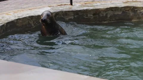 Fur seal dives in the pool. Funny animals Stock Footage 159604927