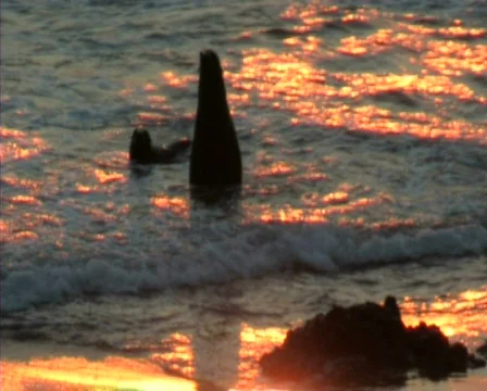 Fur seal Video stock 591044