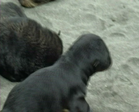Fur seal Stock-Footage 591064