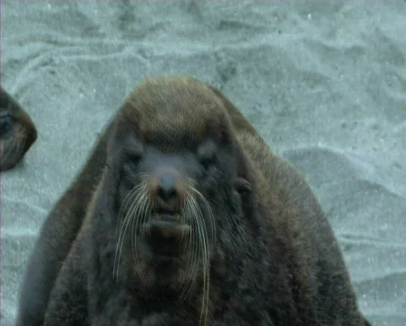 Fur seal Stock-Footage 591069
