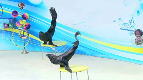 Fur Seal Stockbeeldmateriaal 884795