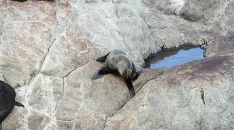 Fur seal Video stock 10922470