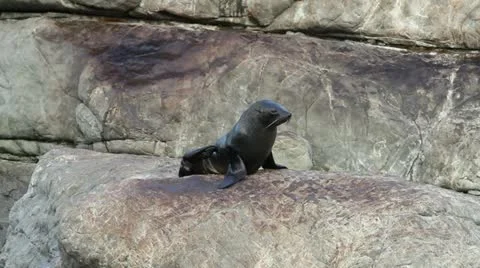 Fur seal 库存影片 10922471