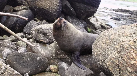 Fur Seal Stock Footage 49809479