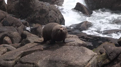 Fur Seal Stock Footage 49812447