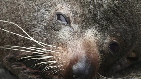 Fur Seal Stock Footage 49812541