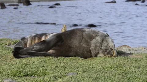 Fur Seal Stock Footage 54492061