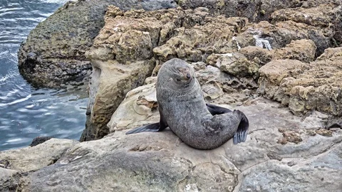 Fur seal Stock Footage 113706125