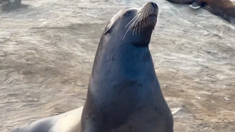 Fur seal Video stock 221359587
