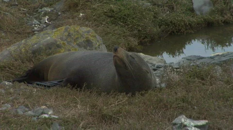 Fur Seal Gets Comfortable Stock-Footage 329043