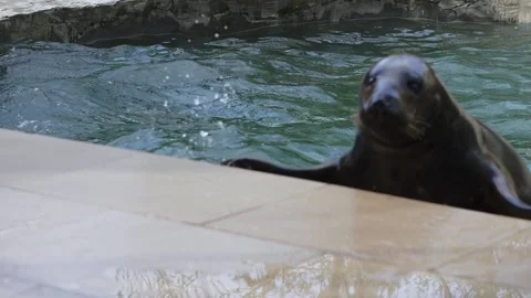A fur seal gets out of the pool. Study of the habits of marine life Stock Footage 159604948