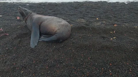 Fur seal lying down on black volcanic sand beach of Deception Island, Antarctica Видео 335292517