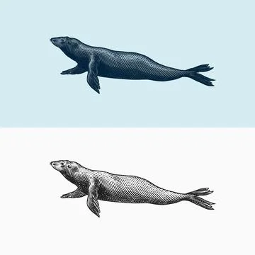 Fur seal. Marine creatures, nautical animal or pinnipeds. Vintage retro signs Stock Illustration