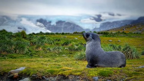 Fur seal pup on grass Stock Photos