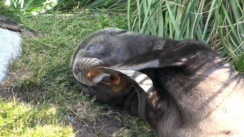 Fur seal pup playing on grass close-up, South Georgia, 4K Stock Footage 332336488