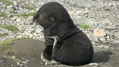 Fur seal pup scratching close-up, South Georgia, 4K Stock Footage 332336469