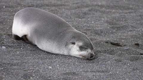 Fur Seal Pup Sleeping Restlessly on Black Sand Beach Close-Up. Stock Footage 331434972