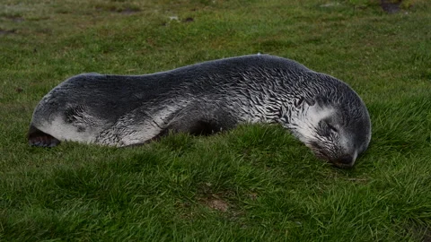 Fur Seal resin on the grass in South Georgia Stock Footage 242575889