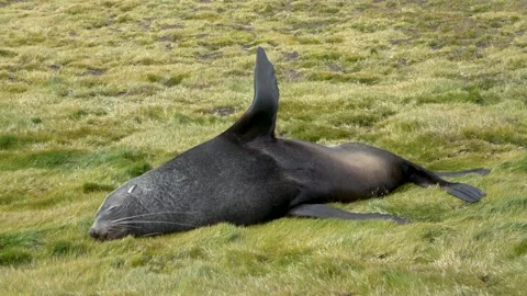 Fur seal resting moving flipper, South Georgia, 4K Vídeos de archivo 332336478