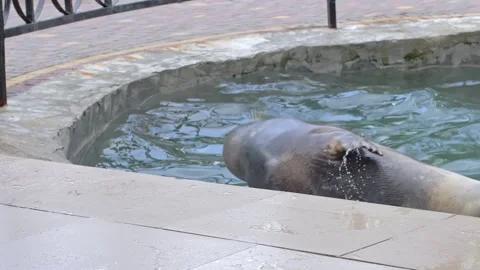 The fur seal slides into the pool. Study of the habits of marine life. Stock Footage 159604976