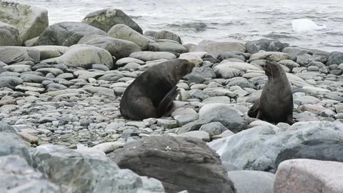 Fur Seal St Georges Point Antarctica 18/02/2020 Видео 325117997