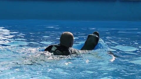 Fur seal trainer in the pool Stock Footage 167944892