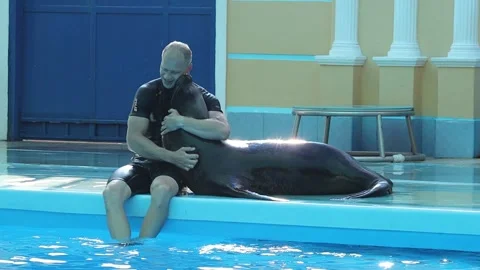 Fur seal trainer in the pool Stock Footage 167944911