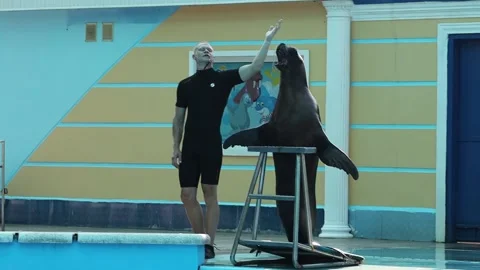 Fur seal trainer in the pool Stock Footage 167944923