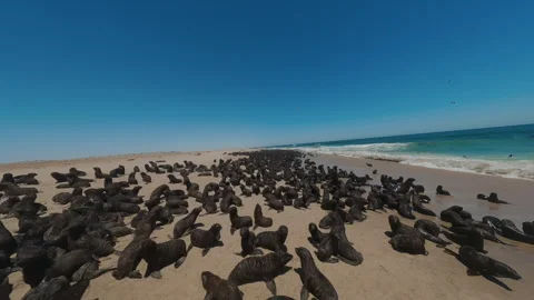 Fur Seals Bask in the Sun Stock Footage 297578297