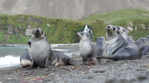 Fur seals on beach with waterfall in background Stock Footage 61627373