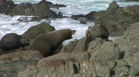 Fur Seals Challenge  스톡 동영상 328975