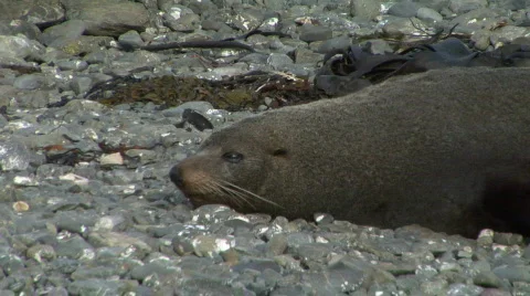 Fur Seals Closer Up Stock Footage 329000