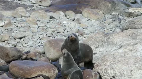 Fur seals fighting Video stock 10922476