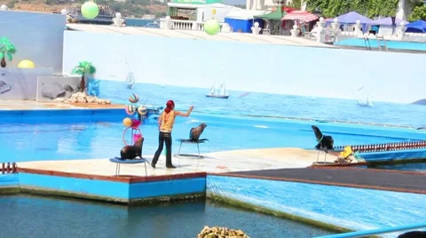 Fur seals Stock Footage 8646847