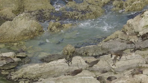 Fur seals frolicking in pool Stock Footage 116647142