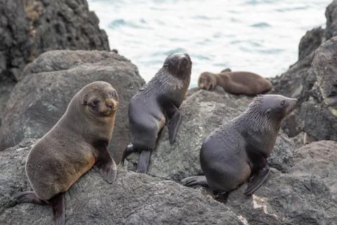 Fur Seals 스톡 사진